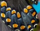 Spicebush butterfly, close-up of wing detail Art Print